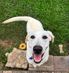 AKC female lab puppy