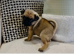 Pug Puppies