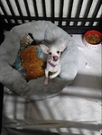 Chihuahua female