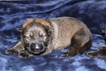 Working line german shepherd puppies