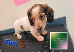 Mini Long-Haired Dachshunds