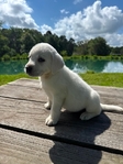 Cream White Labrador Puppies Available