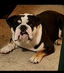 Tri-Color English Bulldog stud