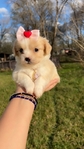 Maltipoo teacup
