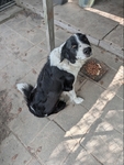 Australian Sheppard Mix Free To a Good Home