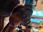 Needs home