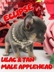 AKC Valentine Applehead Chihuahuas