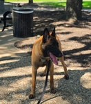Belgian Malinois