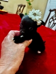 Adorable T-Cup/Toy Chihuahua Puppies