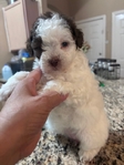 Beautiful Toy Shi-Poo Puppies