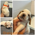 Basset hounds puppies