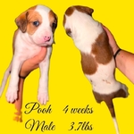 Bully Poodle Mix Puppies