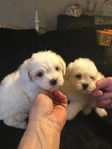 Maltipoo Puppies for sale - Fluffy, Adorable & Family - Raised