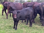 Calves For Sale