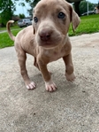 Doberman mix pitbull XL puppy