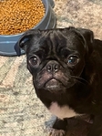 Black Pug For Adoption
