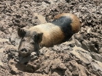 Kunekune pigs