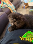 Shihtzu
