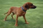 Rhodesian Ridgeback Puppies for Sale