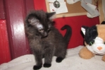 Ragdoll kittens for sale