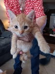 Free kittens