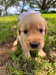 Golden Retriever puppies AKC