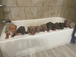 Bully puppies