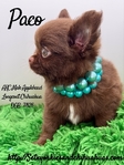 Stunning AKC Applehead Longcoat Male Chihuahuas