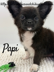 AKC Male Applehead Longcoat Chihuahuas