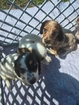 Mini Long-Haired Dachshunds