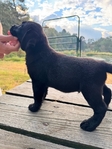 Black Male English Labrador Retriever
