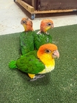 Baby white belly caiques