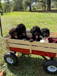 Standard Poodle Puppies born 9/12/25