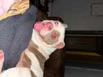 Bully for Sale