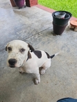 Free terrier puppies