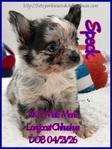 AKC Longcoat Merle & Smooth Coat Blue Male Chihuahuas
