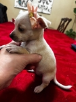Adorable T-Cup/Toy Chihuahua Puppies