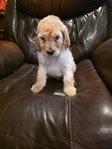 6 weeks old full blooded standard poodles