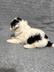 Maltipoo Puppies