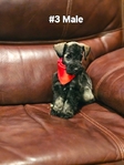 Miniature Schnauzers 1 Female,  4 Males