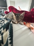 Free male  Tiger striped tabby  kitten❣️