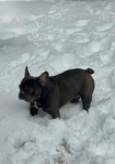 French bulldog for sale