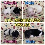 CKC MORKIEPOO PUPPIES ( TAKING DEPOSITS)