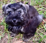 AKC Toy/Miniature Schnauzer Puppies.