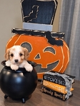Cavapoochon Puppies