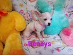 Chihuahua female CKC reg