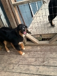 Australian shepherd