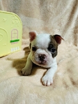 AKC Boston Terrier puppies