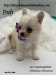 AKC Applehead Longcoat Chihuahuas