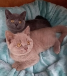 Super Kittens